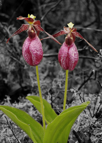 Pink Lady Slipper in Frost